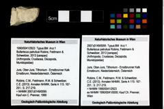 Foto (Objekt + Etikett) von Bullariscus patruliusi (Robins, Feldmann & Schweitzer, 2013)  (NHMW-GEO-1990-0041-2923)